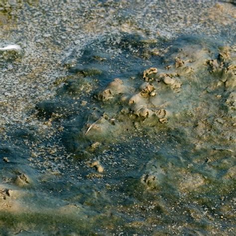 Biotic Component – Seamap Australia