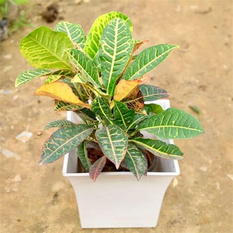 Croton Petra in 10 Inch White Classy Square Uber Perennial plants Pot ...
