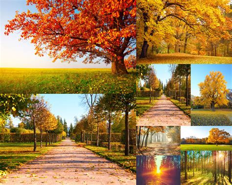 秋天树木风景拍摄高清图片 - 爱图网设计图片素材下载