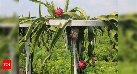 Gujarat: Morbi farmers cultivate dragon fruits through organic farming ...