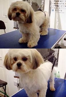 Lhasa Apso Hair Style by Lhasa Apso Lhasa Apso Puppies Lhasa Apso Grooming Lhasa Apso Hair Style