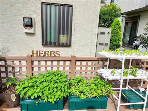 Hydroponic Systems DIY 的图像结果