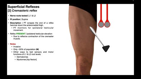 Image result for Cremaster Muscle Reflex