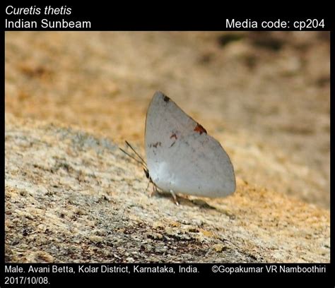 Curetis thetis | Butterfly