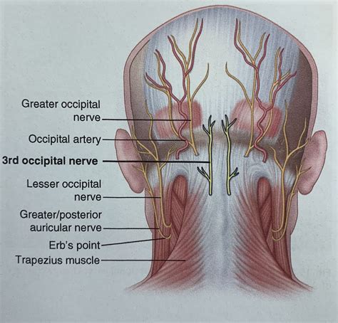 邱柏鈞醫師: 【頭痛的常見原因之一】Third occipital nerve entrapment