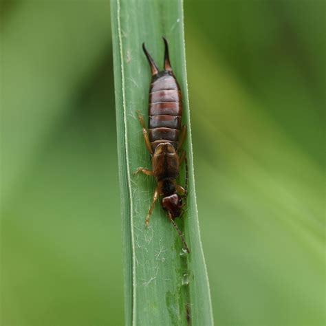 How to get rid of earwigs in your vegetable garden | Ideal Home