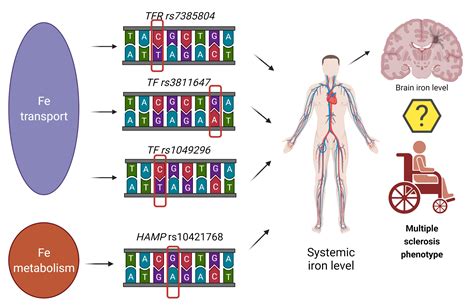 Hepcidin (rs10421768), Transferrin (rs3811647, rs1049296) and ...