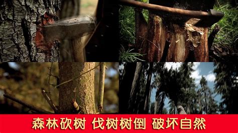 森林砍树伐树倒破坏自然视频视频素材,延时摄影视频素材下载,高清1920X1080视频素材下载,凌点视频素材网,编号:280512