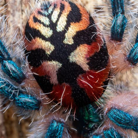 Typhochlaena seladonia — The Tarantula Collective