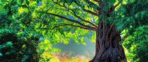 Ultra Wide 4K Wallpapers - Top Free Ultra Wide 4K Backgrounds ...