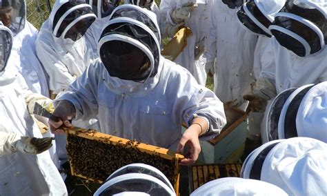 Guest column: The Beez Kneez helps kids understand the bees' needs ...