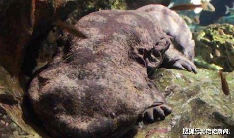 世界上最大的两栖动物，中国娃娃鱼正在走向灭绝