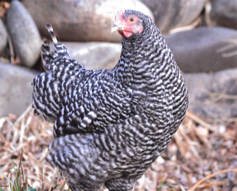 Barred Rock Started Pullets | Cackle Hatchery®