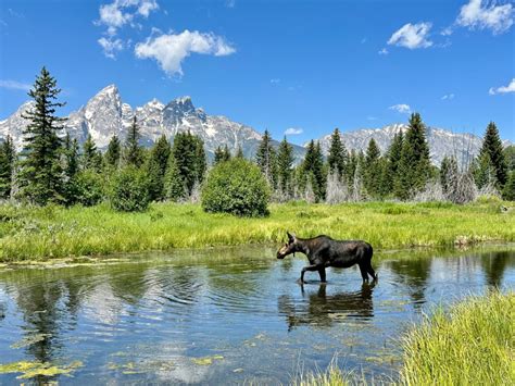 Think twice before booking an 'animal encounter' - Marin Independent ...