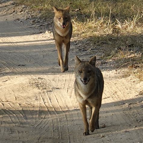 KANHA TIGER RESERVE - All You Need to Know BEFORE You Go 2026 (with ...