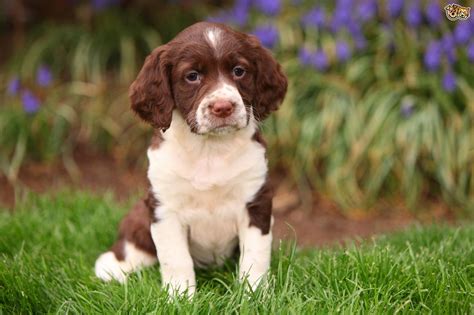 Image result for Springer Spaniel Dogs