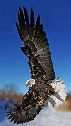 iphone black eagle wallpaper hd eagle bird collection of animals wallpapers for iphone black eagle wallpaper hd eagle bird collection of animals wallpapers for