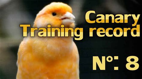 Image result for Canary Training Tips