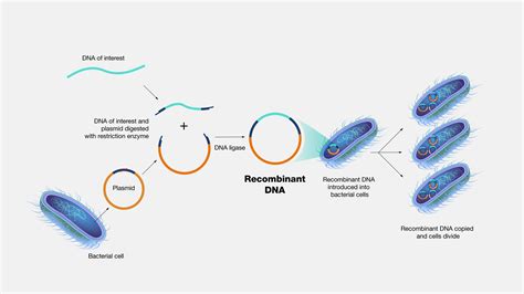 Recombinant DNA Examples 的图像结果