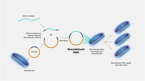 Which of the Following Best Describes Recombinant Dna - Jovan-has-Cardenas