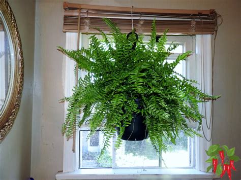 Boston Fern Hanging Basket Care: 10 Easy Care Tips - Stay Green Garden