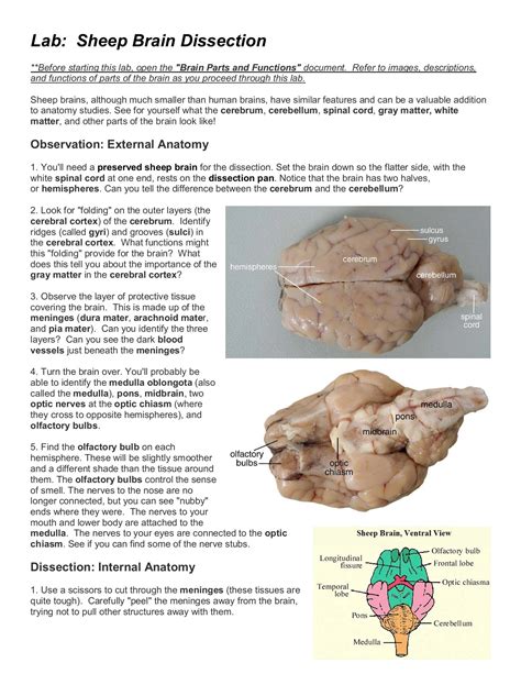 Sheep Brain Anatomy Diagram Dissecting Sheep Brains With Sixth Graders