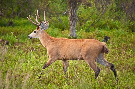 File:Marsh Deer, Esteros Del Ibera, Corrientes, Argentina, 3rd. Jan ...