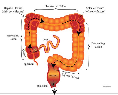 What Is The Hepatic Flexure In The Colon at Hannah Herlitz blog