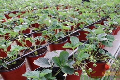 草莓零基础种植方法，新手也能种出好草莓