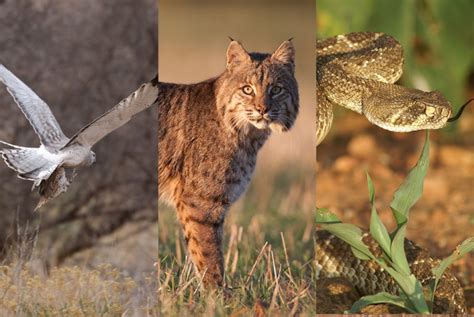 Quail Predators 的图像结果