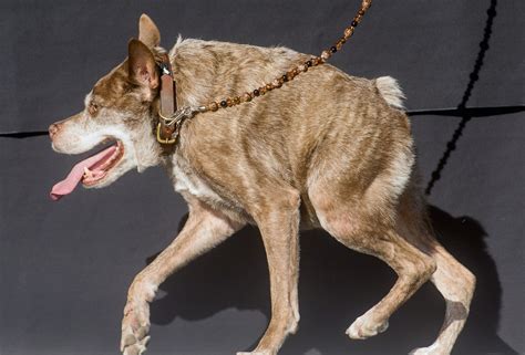 狗届卡西莫多，天生没脖子的“两厢狗”，是遗传还是人为造成？_腾讯新闻