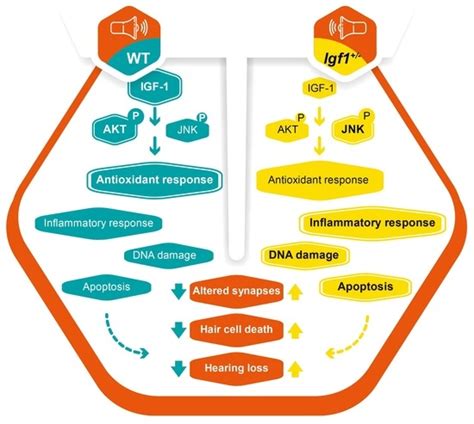 IGF-1 Haploinsufficiency Causes Age-Related Chronic Cochlear ...