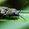 Image result for Alien Romulus Universe Timeline