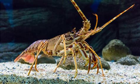 Can Dogs Eat Lobster Shells