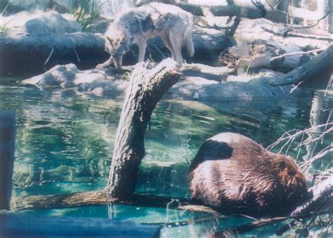 ZooLex Image - Predator and Prey