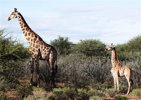 Wow, Scientists Discovered Dwarf Giraffes - Science