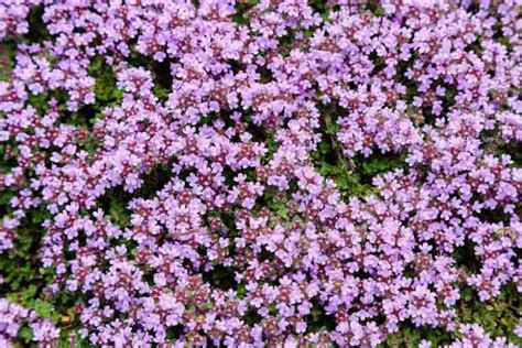 Purple Creeping Thyme Herb Vegetable Seeds Thymus Serpyllum - Etsy UK