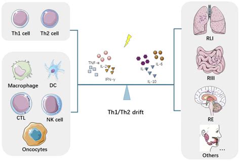 Immunological modulation of the Th1/Th2 shift by ionizing radiation in ...