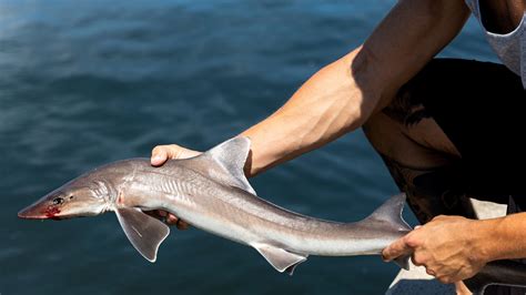 Long Island Steps Up Shark Patrols After Swimmers Are Bitten - The New ...