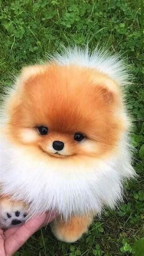 Top 10 cutest dog breeds — small cutest dogs we can’t get enough of ...