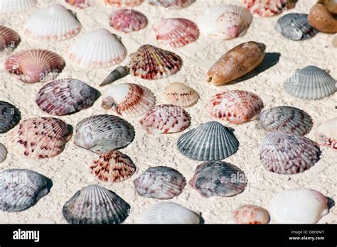 Image result for Mussel Shells Use