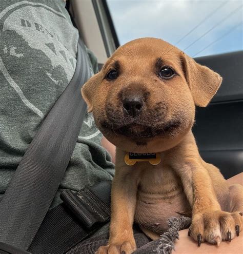 Dogs stung by bees. | Dog bee sting, Bee dog, Cute little animals