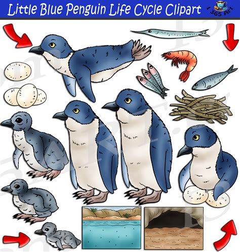 Little Blue Penguin Life Cycle Clipart Set Download - Clipart 4 School