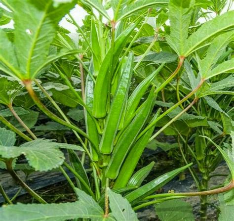 Image result for SmartPlant Monitoring System Using Arduino R4 Wi-Fi