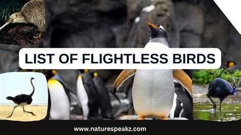 List of Flightless birds - Nature Speakz