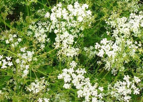 Production and area under cultivation of cumin (jeera) in Rajasthan