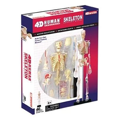 TEDCO 4D human Skeleton Anatomy Model, 46 Parts India | Ubuy