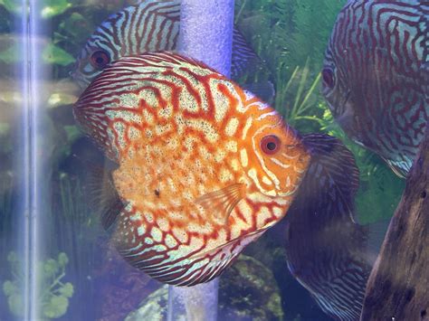 Image result for Discus Fish Shops