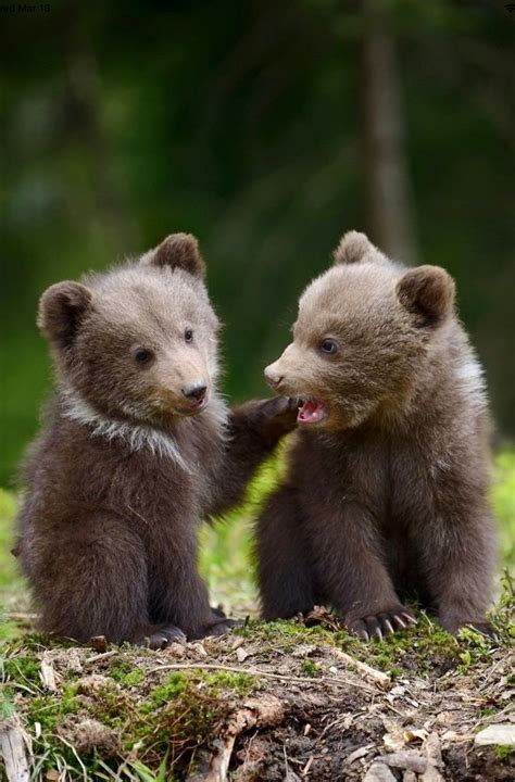 Two cute grizzly bear cubs in a playful mood. | Cute animals, Baby ...