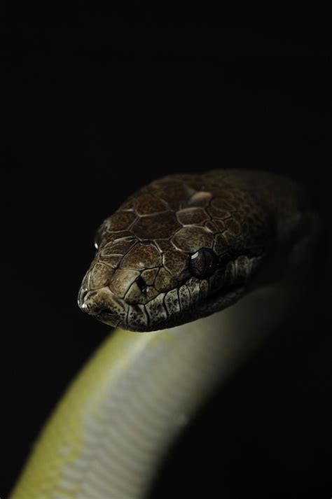 Image result for Papuan Python